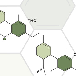 Difference between CBD & THC