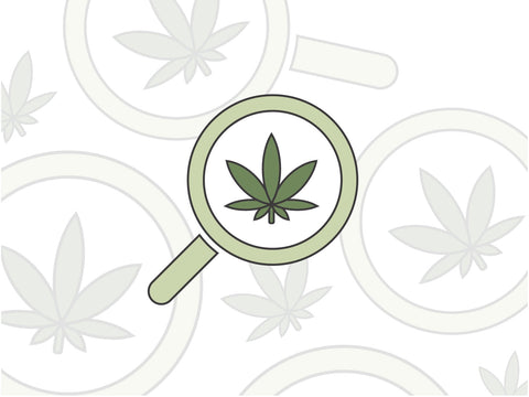 How to Spot Illegal Cannabis