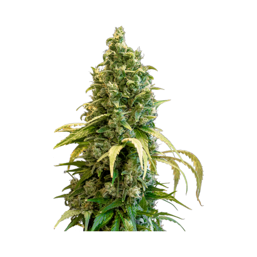 34 Street Acapulco Gold Seeds - 34 Street Acapulco Gold Seeds