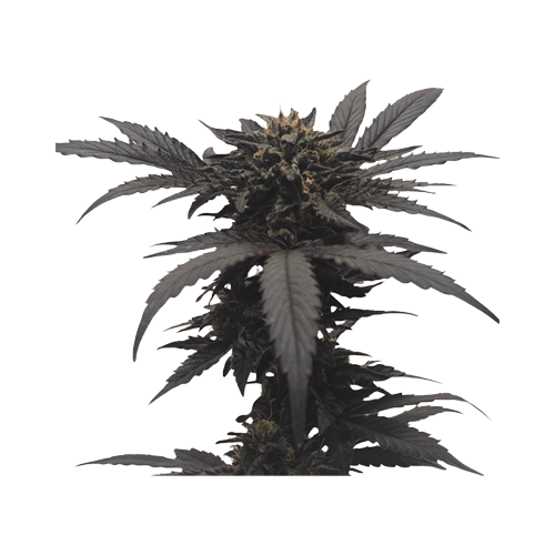 34 Street Seed Co Chocolate Kush - 34 Street Seed Co Chocolate Kush