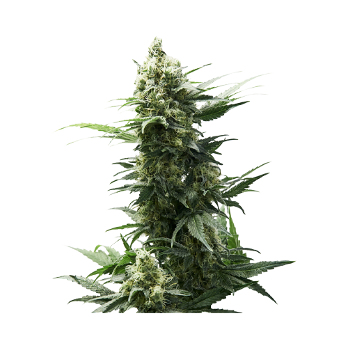 34 Street Seed Co Chocolope - 34 Street Seed Co Chocolope