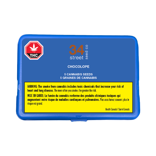 34 Street Seed Co Chocolope - 34 Street Seed Co Chocolope